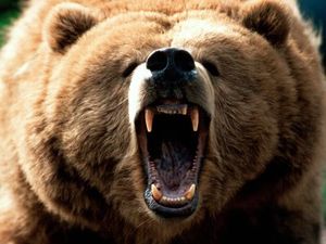 angry_bear